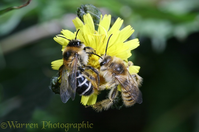 Hairy-legged Mining Bee (Dasypoda hirtipes) female fending off amorous male
