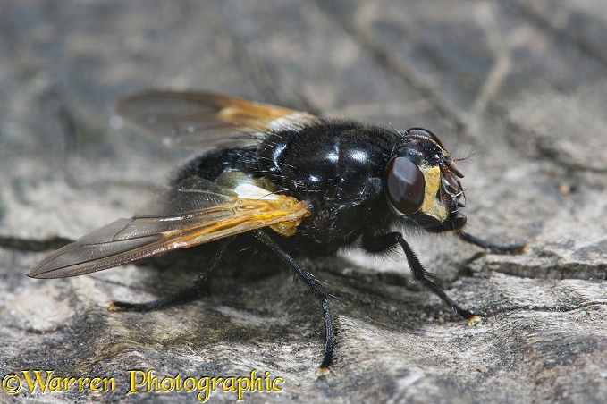 Orange-winged dung fly (Mesembrina meridiana) basking on dead wood