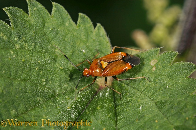 Plant bug (Deraeocoris olivaceus) on nettle
