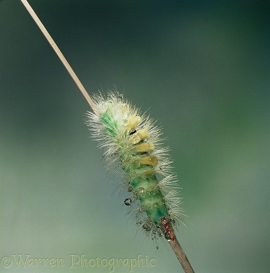 Pale Tussock Moth (Dasychira pudibunda) caterpillar