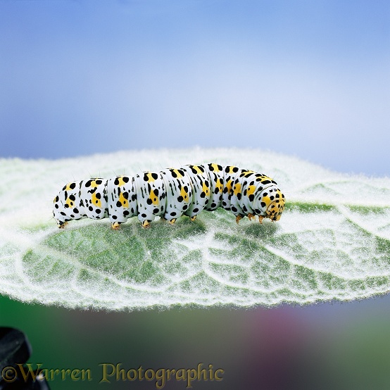 Mullein Moth (Cucillia verbasci) caterpillar on leaf.  Europe