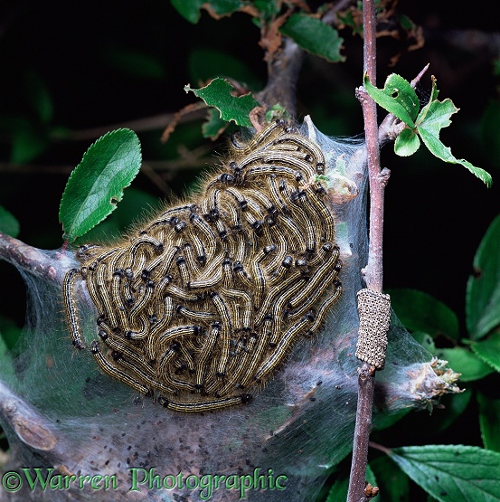 Lackey Moth (Malacosoma neustria) caterpillars and hatched eggs