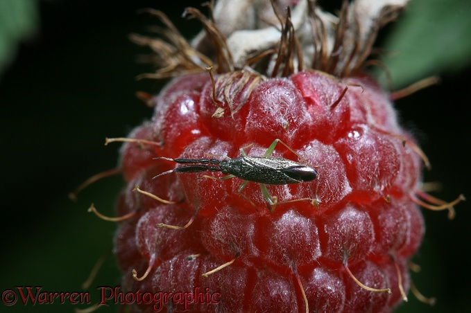 Plant bug (Heterotoma merioptera) on loganberry