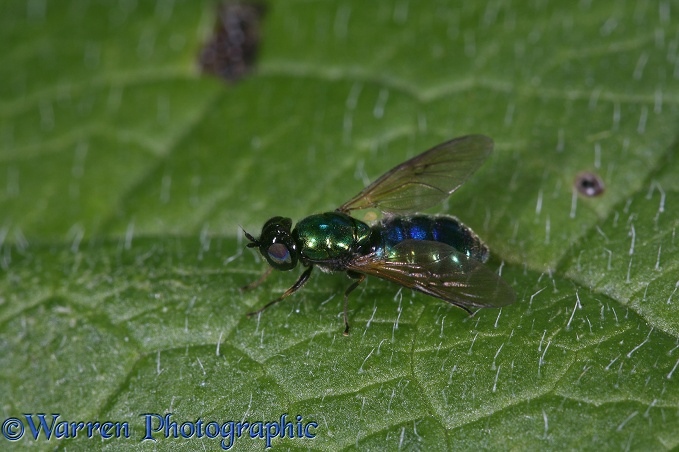 Soldier fly (Sargus iridatus) on comfrey leaf