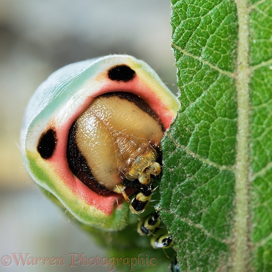 Close up of Puss Moth (Cerura vinula) caterpillar feeding on Goat Willow (Salix caprea)