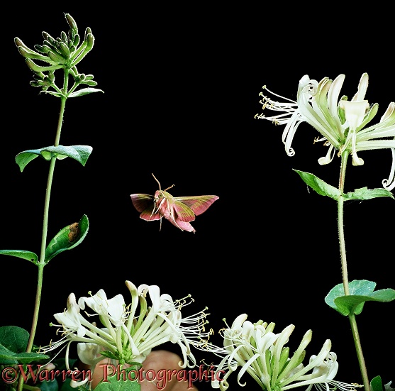 Elephant hawk moth (Deilephila elepenor) flies to Honeysuckle