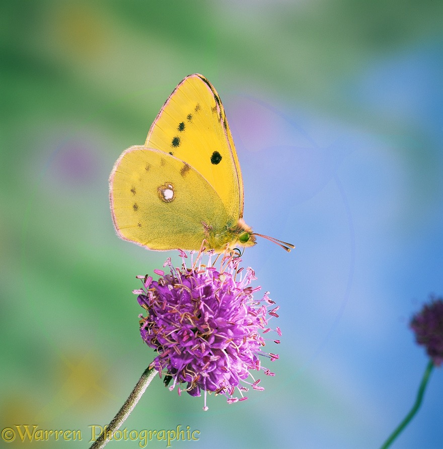 Clouded yellow butterfly (Colias croceus) female feeding on scabious