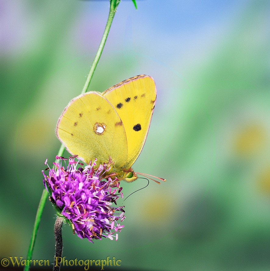Clouded yellow butterfly (Colias croceus) female feeding on scabious