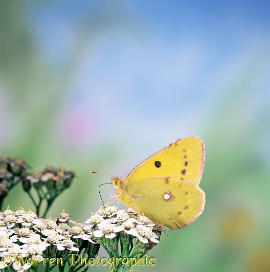 Clouded Yellow butterfly (Colias croceus) female feeding on yarrow