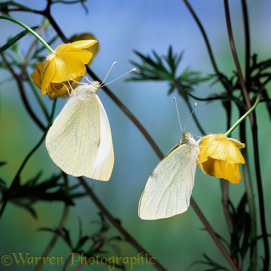 Large White Butterflies (Pieris brassicae) on buttercups