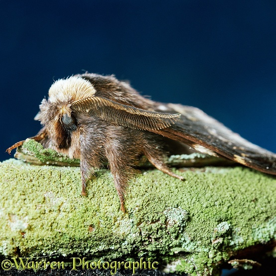 December Moth (Poecilocampa populi) male