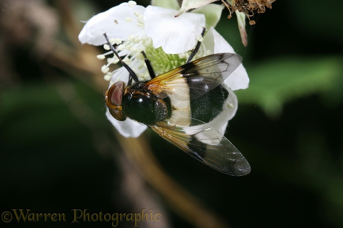Volucella hoverfly (Volucella pellucens) feeding on bramble