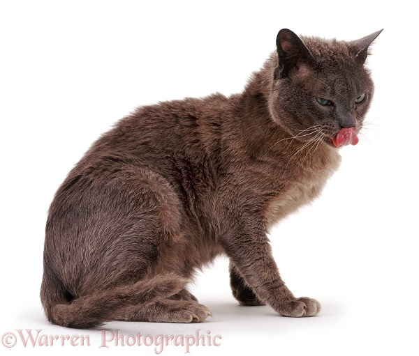 Scabby harsh-furred appearance of elderly Blue Burmese cat, Monty, with intractable ringworm lesions, white background