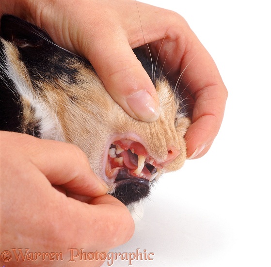 Showing teeth and gums of tortoiseshell cat with gingivitis, white background