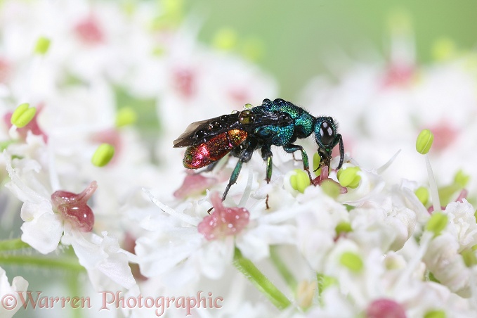Ruby-tail Wasp (Chrysis ignita) feeding on Hogweed flowers after rain