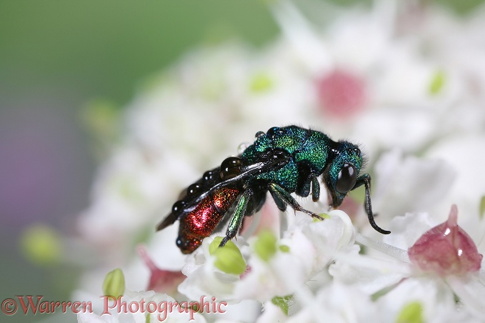 Ruby-tail Wasp (Chrysis ignita) roosting on Hogweed flowers during rain
