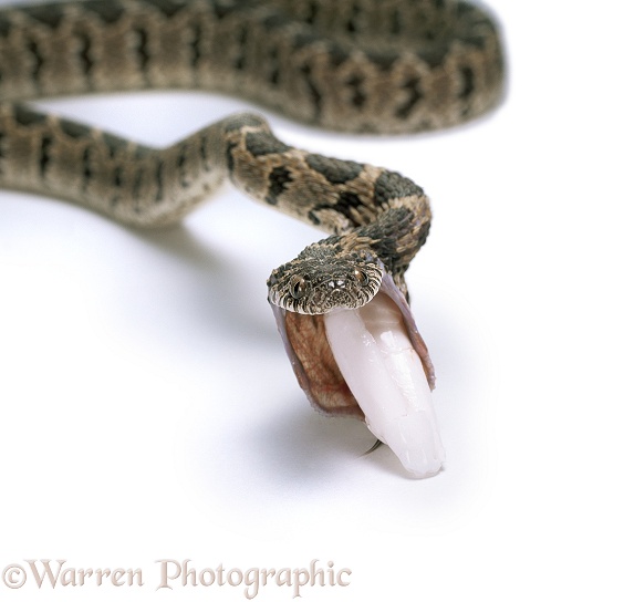 Egg-eating Snake (Dasypeltis scabra)  regurgitating crushed eggshell, Sequence 8/8.  Africa, white background