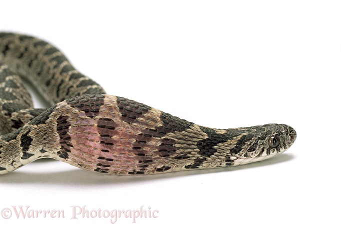 Egg-eating Snake (Dasypeltis scabra) crushing an egg it has swallowed, Sequence 6/8.  Africa, white background