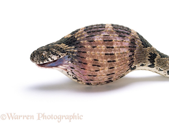 Egg-eating Snake (Dasypeltis scabra) swallowing an egg, Sequence 4/8.  Africa, white background