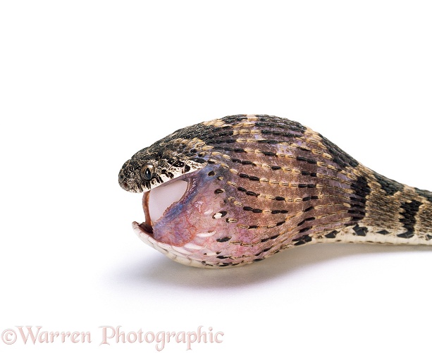 Egg-eating Snake (Dasypeltis scabra) swallowing an egg, Sequence 3/8.  Africa, white background