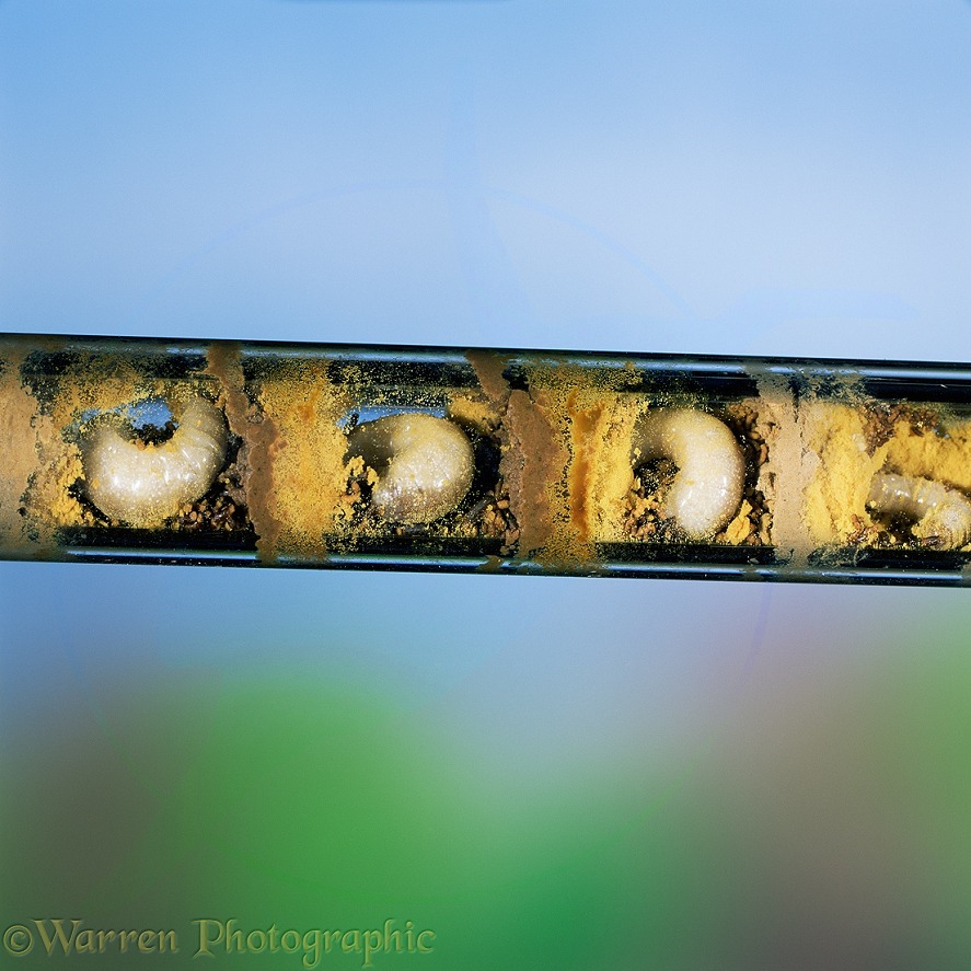 Mason bee (Osmia rufa) nest in glass tube showing larvae developing in cells