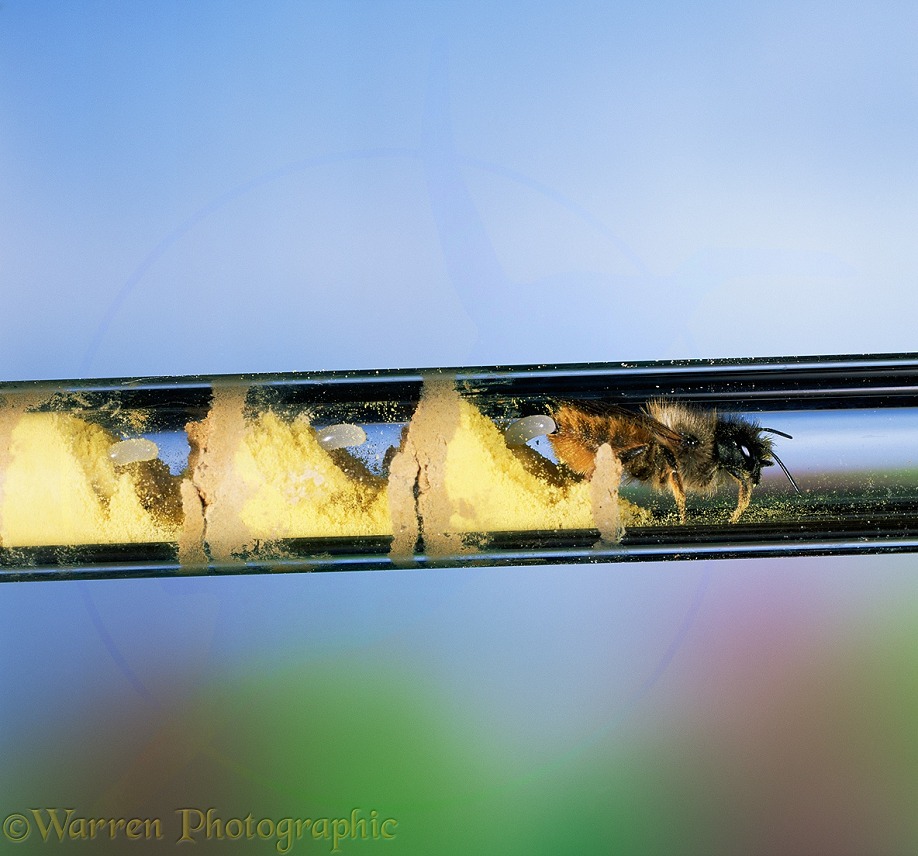 Mason Bee (Osmia rufa) nest in glass tube, female laying an egg