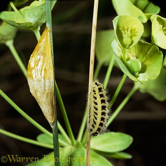 Six-spot Burnet Moth (Zygaena filipendulae) caterpillar and pupal cocoon