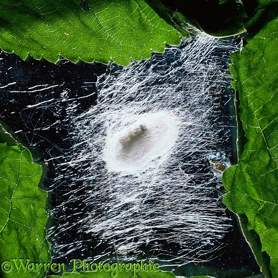 Silkworm moth (Bombyx mori) larva, spinning its cocoon. Sequence 4/5