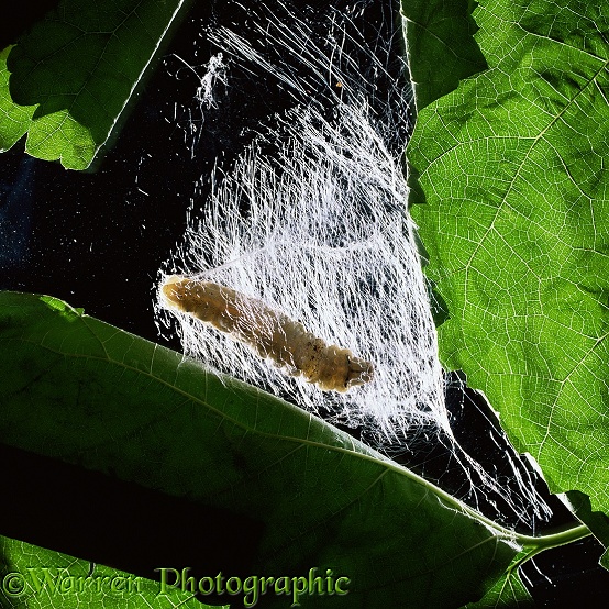 Silkworm moth (Bombyx mori) larva, spinning its cocoon. Sequence 2/5