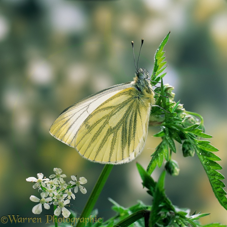 Green veined white butterfly (Pieris napi) male