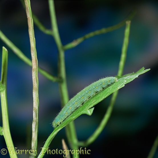Green-veined White Butterfly (Pieris napi) caterpillar