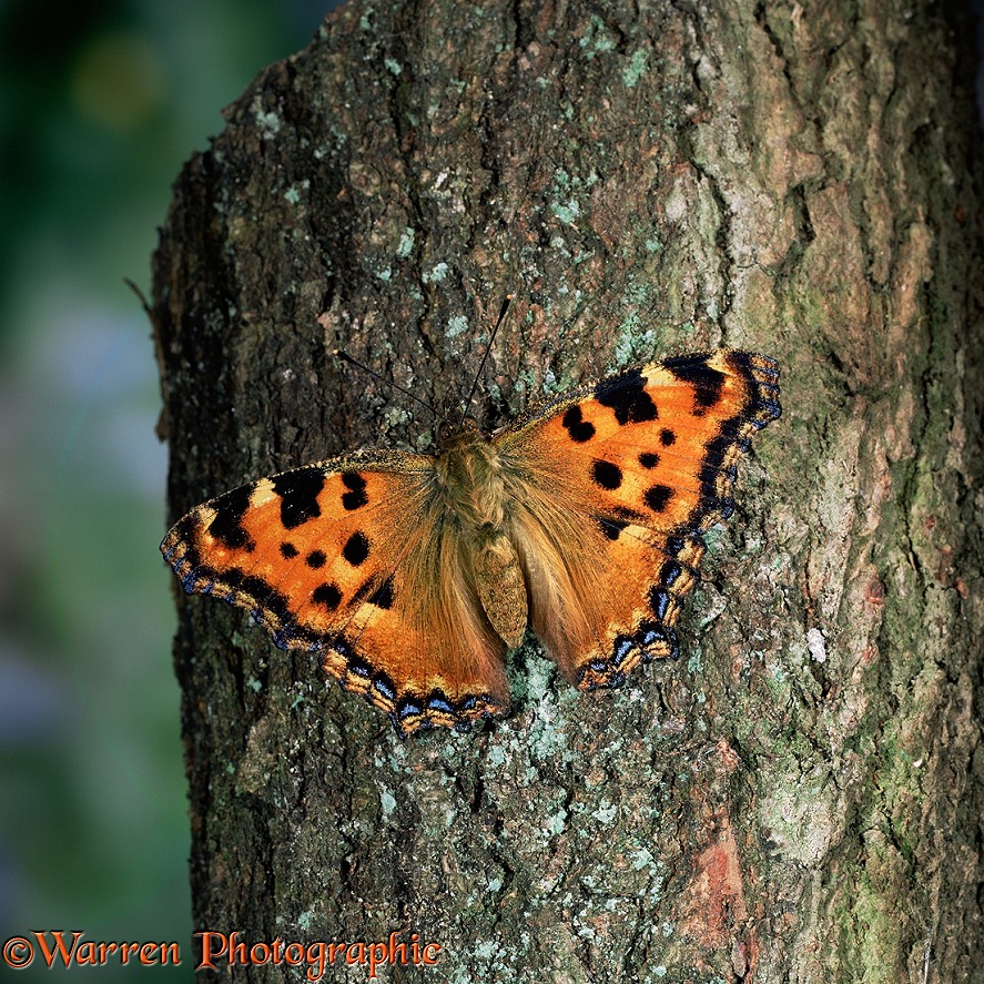 Large Tortoiseshell Butterfly (Nymphalis polychloros) on tree trunk.  Eurasia