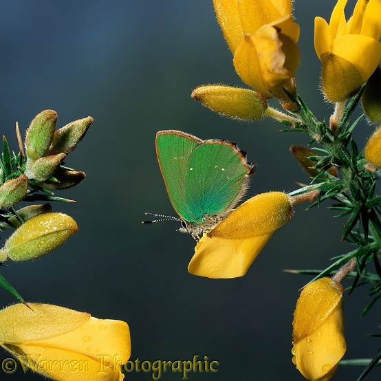 Green Hairstreak Butterfly (Callophrys rubi) on Gorse flowers