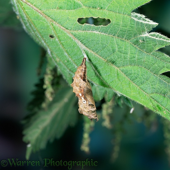 Comma butterfly pupa (Polygonia c-album) on nettle leaf