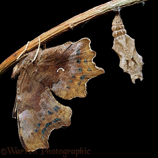 Comma Butterfly (Polygonia c-album) newly emerged from pupal case