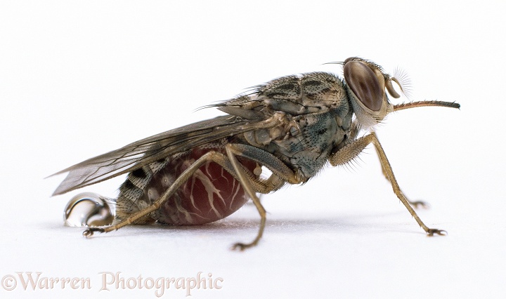 Tsetse Fly (Glossina morsitans) excreting fluid after blood meal.  Africa, white background