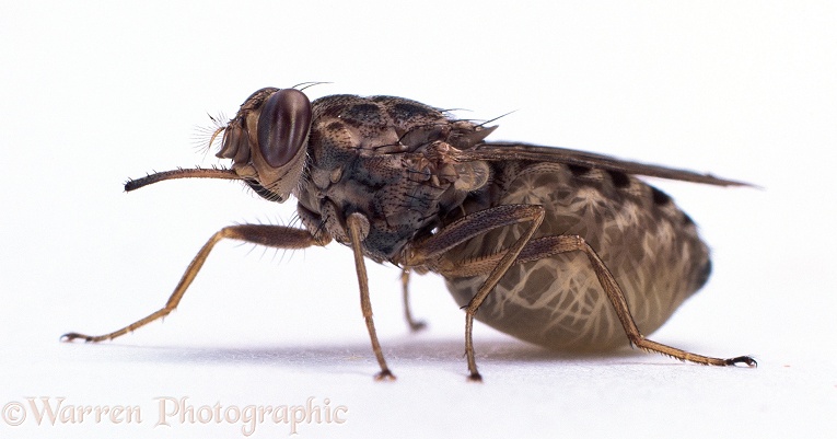 Tsetse Fly (Glossina morsitans) abdomen distended with single larva.  Africa, white background