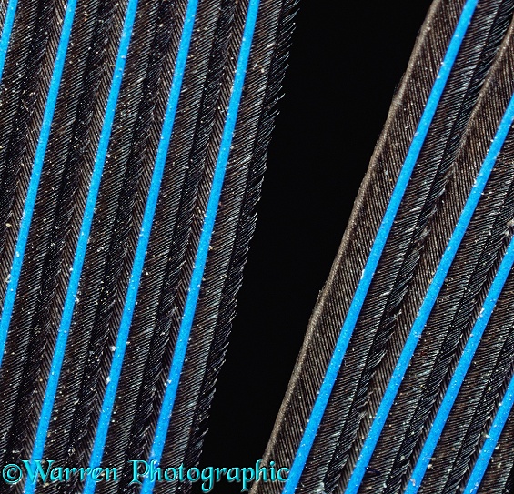 Close-up of a Macaw feather