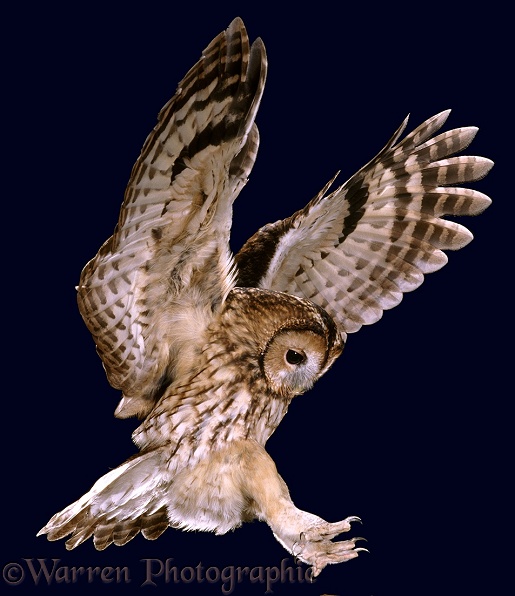Tawny Owl (Strix aluco) alighting