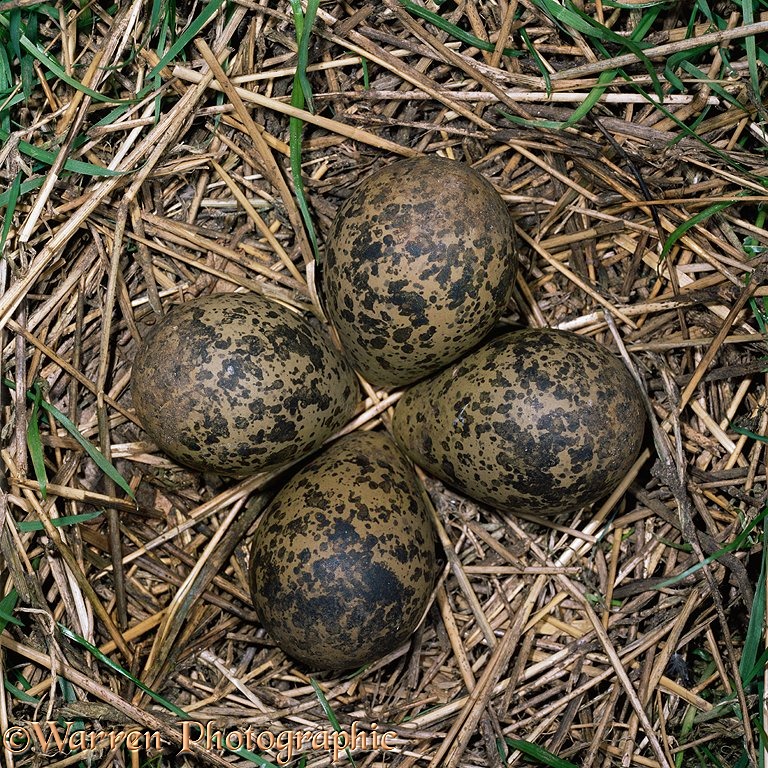 Lapwing (Vanellus vanellus) eggs in nest