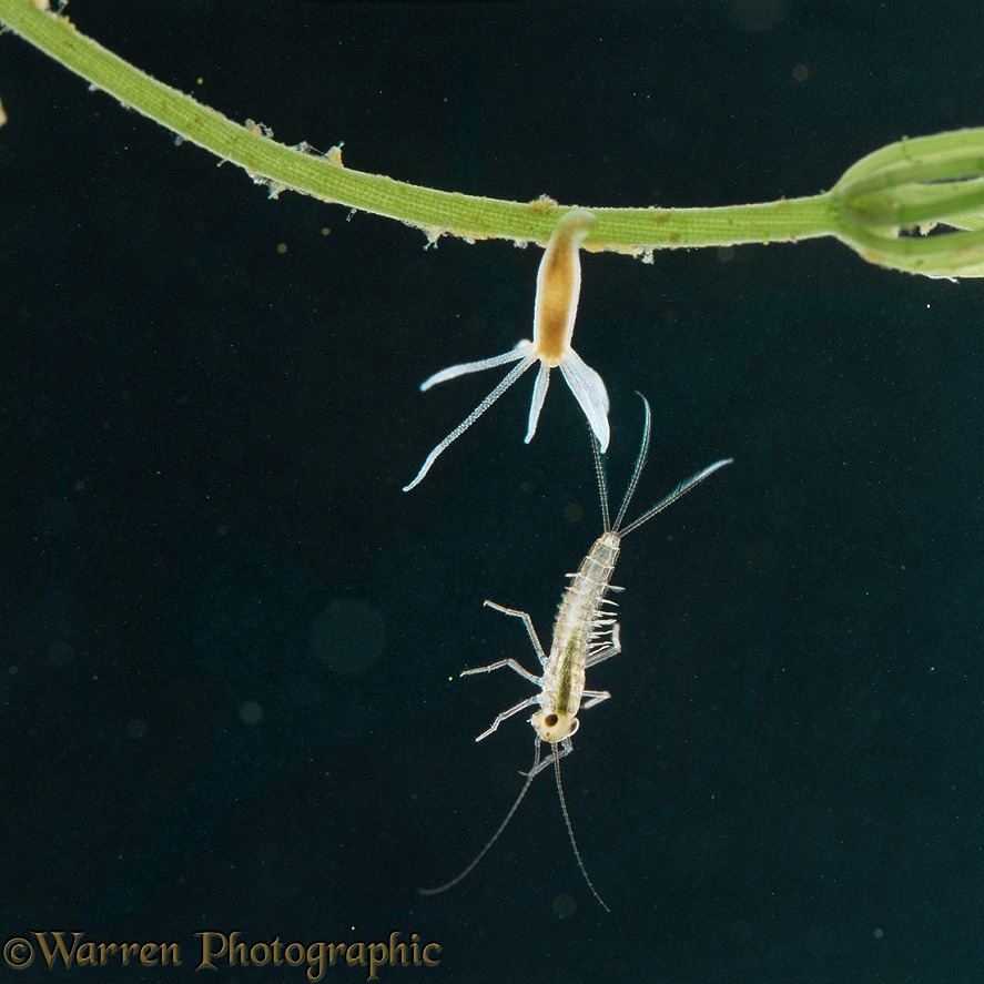 Common hydra (Hydra vulgaris) rejecting Mayfly larva (x3)