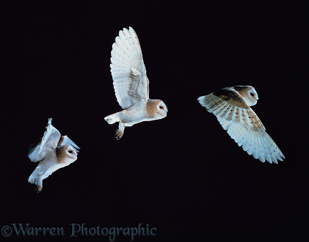 Barn owl (Tyto alba) multiple exposure flight sequence. Three exposures