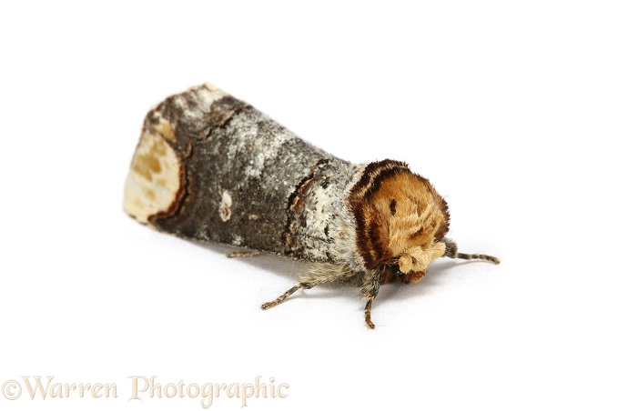 Buff-tip Moth (Phalera bucephala), white background