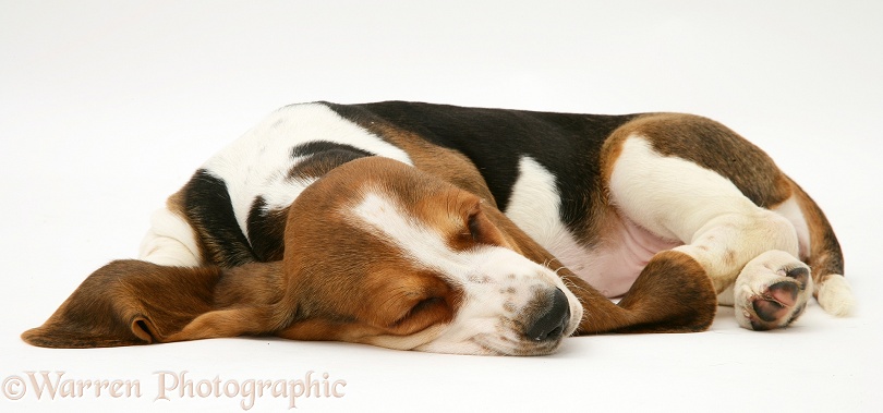 Sleeping Basset pup, white background