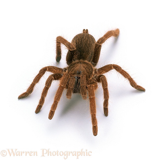 King Baboon Spider (Citharischius crawshayi).  Africa, white background