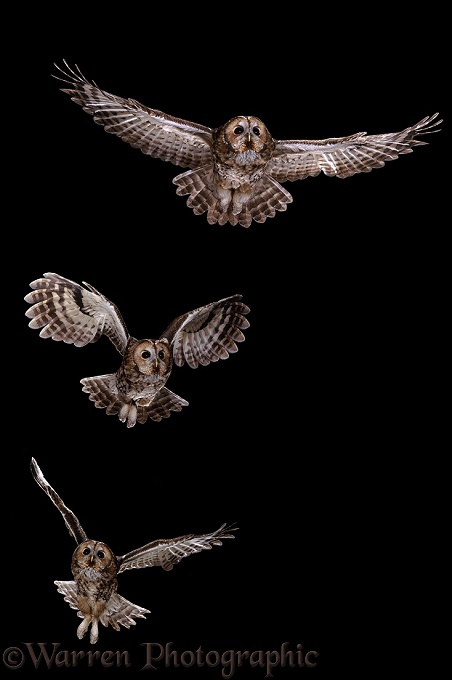 Tawny Owl (Strix aluco) flight sequence
