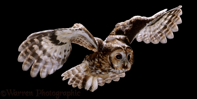 Tawny Owl (Strix aluco) in flight
