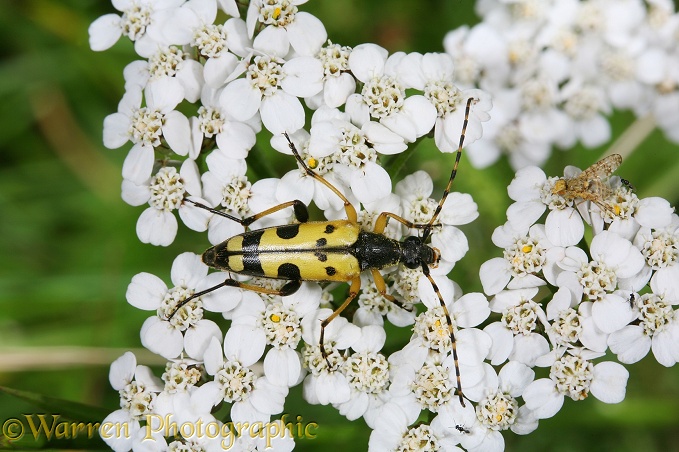Spotted Longhorn Beetle (Strangalia maculata) on Yarrow (Achillea millefolium)
