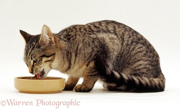 Tabby Siamese-cross female cat eating complete dry kitten food from a shallow ceramic bowl, white background