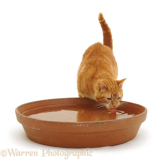 Red tabby cat Foster drinking from a large terracotta flowerpot saucer, white background